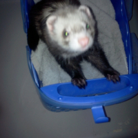 Photo #247741 de Taho