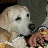 Photo #247769 de Ramses