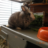 Photo #247776 de Panpan
