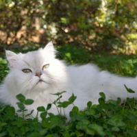 Photo #247779 de Sirtaki des princes de l'olympe