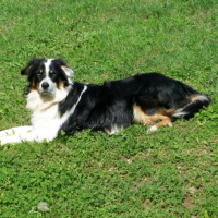 Photo #247800 de Filou
