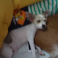 Photo #247867 de Gipsy