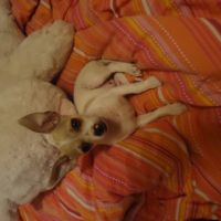 Photo #247868 de Gipsy