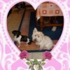 chiens_coeurs