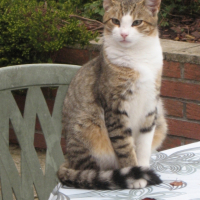 Photo #247957 de Grysou