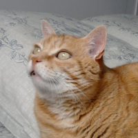 Photo #247958 de Gaston