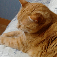 Photo #247961 de Gaston