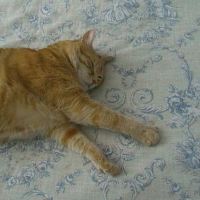Photo #247962 de Gaston