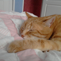 Photo #247963 de Gaston