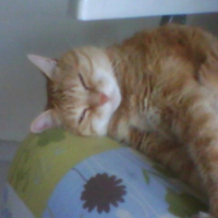 Photo #247964 de Gaston
