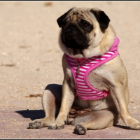 Photo #248006 de Fuschia 