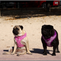 Photo #248007 de Fuschia 
