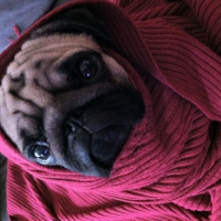Photo #248012 de Fuschia 