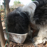 Photo #248034 de Pinsso