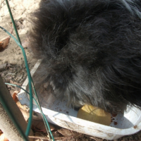 Photo #248035 de Pinsso