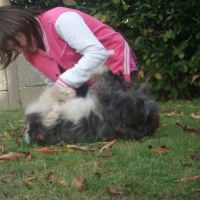 Photo #248036 de Pinsso