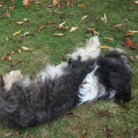 Photo #248037 de Pinsso