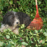 Photo #248038 de Pinsso