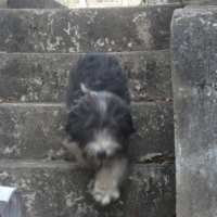 Photo #248039 de Pinsso