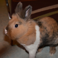 Photo #248097 de Cannelle