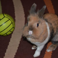 Photo #248098 de Cannelle