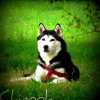 Chinook ♥