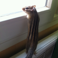 Photo #248210 de Susu