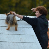 parcour_chien_610