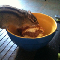 Photo #248268 de Susu