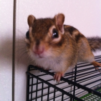 Photo #248270 de Pandora