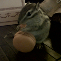 Photo #248271 de Susu