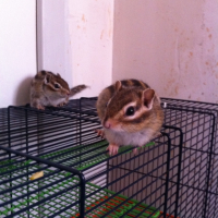 Photo #248272 de Pandora