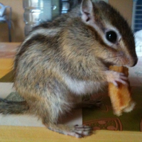 Photo #248273 de Susu