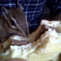 Photo #248274 de Susu