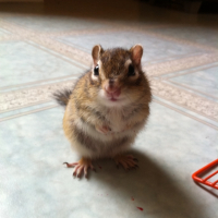 Photo #248275 de Pandora