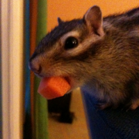 Photo #248276 de Susu