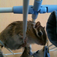 Photo #248277 de Pandora