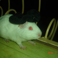 Photo #248299 de Ma chhhew
