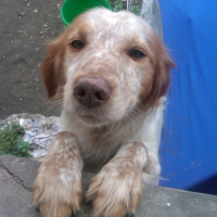 Photo #248302 de Benji