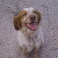 Photo #248303 de Benji