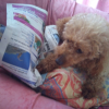 Pas d accord avec la UNE du Nice Matin
