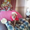 Chiennoel!!!