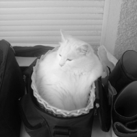 Photo #248413 de Tia