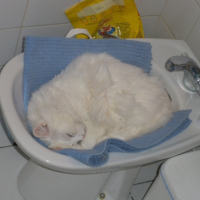 Photo #248414 de Tia