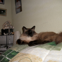 Photo #248418 de Bouba