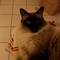 Photo #248419 de Bouba