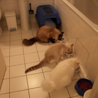Photo #248420 de Bouba
