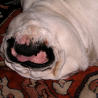 Photo #248441 de Babou