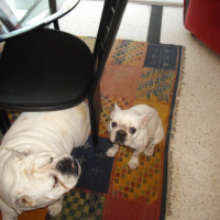 Photo #248442 de Babou