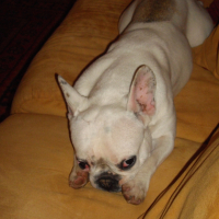Photo #248443 de Lolita